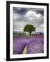 France, Provence, Lone Tree in Lavender Field-Terry Eggers-Framed Photographic Print