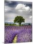 France, Provence, Lone Tree in Lavender Field-Terry Eggers-Mounted Photographic Print