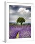 France, Provence, Lone Tree in Lavender Field-Terry Eggers-Framed Photographic Print