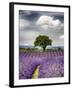 France, Provence, Lone Tree in Lavender Field-Terry Eggers-Framed Photographic Print