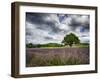 France, Provence, Lone Tree in Lavender Field-Terry Eggers-Framed Photographic Print