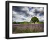 France, Provence, Lone Tree in Lavender Field-Terry Eggers-Framed Photographic Print