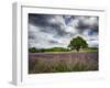 France, Provence, Lone Tree in Lavender Field-Terry Eggers-Framed Photographic Print