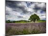 France, Provence, Lone Tree in Lavender Field-Terry Eggers-Mounted Photographic Print