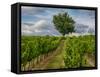 France, Provence, Lone Tree in Vineyard-Terry Eggers-Framed Stretched Canvas