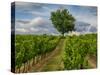 France, Provence, Lone Tree in Vineyard-Terry Eggers-Stretched Canvas