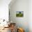 France, Provence, Lone Tree in Vineyard-Terry Eggers-Photographic Print displayed on a wall