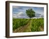 France, Provence, Lone Tree in Vineyard-Terry Eggers-Framed Photographic Print