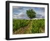 France, Provence, Lone Tree in Vineyard-Terry Eggers-Framed Photographic Print