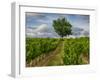 France, Provence, Lone Tree in Vineyard-Terry Eggers-Framed Photographic Print