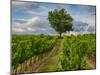 France, Provence, Lone Tree in Vineyard-Terry Eggers-Mounted Photographic Print