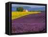 France, Provence, Old Farm House in Field of Lavender and Sunflowers-Terry Eggers-Framed Stretched Canvas