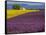 France, Provence, Old Farm House in Field of Lavender and Sunflowers-Terry Eggers-Framed Stretched Canvas