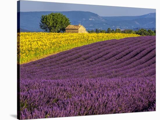 France, Provence, Old Farm House in Field of Lavender and Sunflowers-Terry Eggers-Stretched Canvas