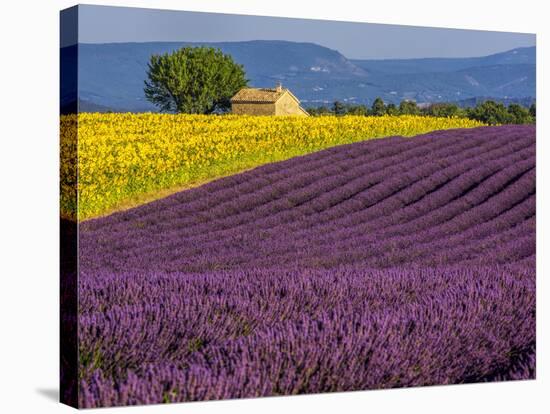 France, Provence, Old Farm House in Field of Lavender and Sunflowers-Terry Eggers-Stretched Canvas