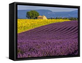 France, Provence, Old Farm House in Field of Lavender and Sunflowers-Terry Eggers-Framed Stretched Canvas