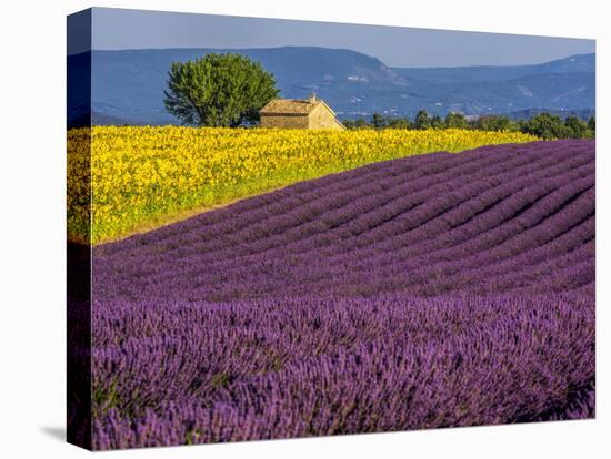 France, Provence, Old Farm House in Field of Lavender and Sunflowers-Terry Eggers-Stretched Canvas