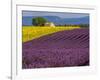 France, Provence, Old Farm House in Field of Lavender and Sunflowers-Terry Eggers-Framed Photographic Print