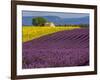 France, Provence, Old Farm House in Field of Lavender and Sunflowers-Terry Eggers-Framed Photographic Print