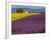 France, Provence, Old Farm House in Field of Lavender and Sunflowers-Terry Eggers-Framed Photographic Print