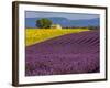 France, Provence, Old Farm House in Field of Lavender and Sunflowers-Terry Eggers-Framed Photographic Print