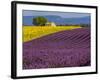 France, Provence, Old Farm House in Field of Lavender and Sunflowers-Terry Eggers-Framed Photographic Print