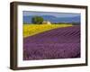 France, Provence, Old Farm House in Field of Lavender and Sunflowers-Terry Eggers-Framed Photographic Print
