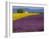 France, Provence, Old Farm House in Field of Lavender and Sunflowers-Terry Eggers-Framed Photographic Print