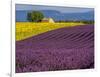 France, Provence, Old Farm House in Field of Lavender and Sunflowers-Terry Eggers-Framed Photographic Print