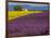 France, Provence, Old Farm House in Field of Lavender and Sunflowers-Terry Eggers-Framed Photographic Print