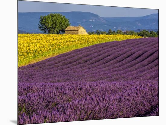France, Provence, Old Farm House in Field of Lavender and Sunflowers-Terry Eggers-Mounted Photographic Print