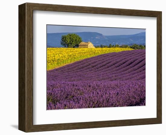 France, Provence, Old Farm House in Field of Lavender and Sunflowers-Terry Eggers-Framed Photographic Print