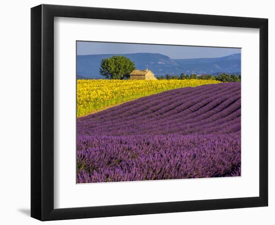 France, Provence, Old Farm House in Field of Lavender and Sunflowers-Terry Eggers-Framed Photographic Print