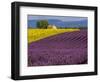 France, Provence, Old Farm House in Field of Lavender and Sunflowers-Terry Eggers-Framed Photographic Print