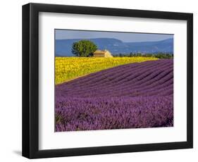 France, Provence, Old Farm House in Field of Lavender and Sunflowers-Terry Eggers-Framed Photographic Print