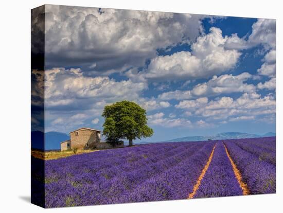 France, Provence, Old Farm House in Field of Lavender-Terry Eggers-Stretched Canvas