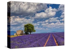 France, Provence, Old Farm House in Field of Lavender-Terry Eggers-Stretched Canvas