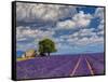 France, Provence, Old Farm House in Field of Lavender-Terry Eggers-Framed Stretched Canvas