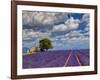 France, Provence, Old Farm House in Field of Lavender-Terry Eggers-Framed Photographic Print