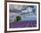 France, Provence, Old Farm House in Field of Lavender-Terry Eggers-Framed Photographic Print