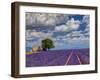 France, Provence, Old Farm House in Field of Lavender-Terry Eggers-Framed Photographic Print