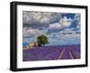 France, Provence, Old Farm House in Field of Lavender-Terry Eggers-Framed Photographic Print