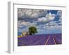 France, Provence, Old Farm House in Field of Lavender-Terry Eggers-Framed Photographic Print