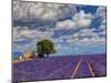 France, Provence, Old Farm House in Field of Lavender-Terry Eggers-Mounted Photographic Print