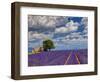 France, Provence, Old Farm House in Field of Lavender-Terry Eggers-Framed Photographic Print