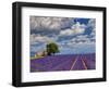 France, Provence, Old Farm House in Field of Lavender-Terry Eggers-Framed Photographic Print