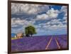 France, Provence, Old Farm House in Field of Lavender-Terry Eggers-Framed Photographic Print