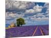 France, Provence, Old Farm House in Field of Lavender-Terry Eggers-Mounted Photographic Print