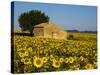 France, Provence, Old Farm House in Field of Sunflowers-Terry Eggers-Stretched Canvas