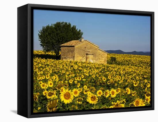 France, Provence, Old Farm House in Field of Sunflowers-Terry Eggers-Framed Stretched Canvas